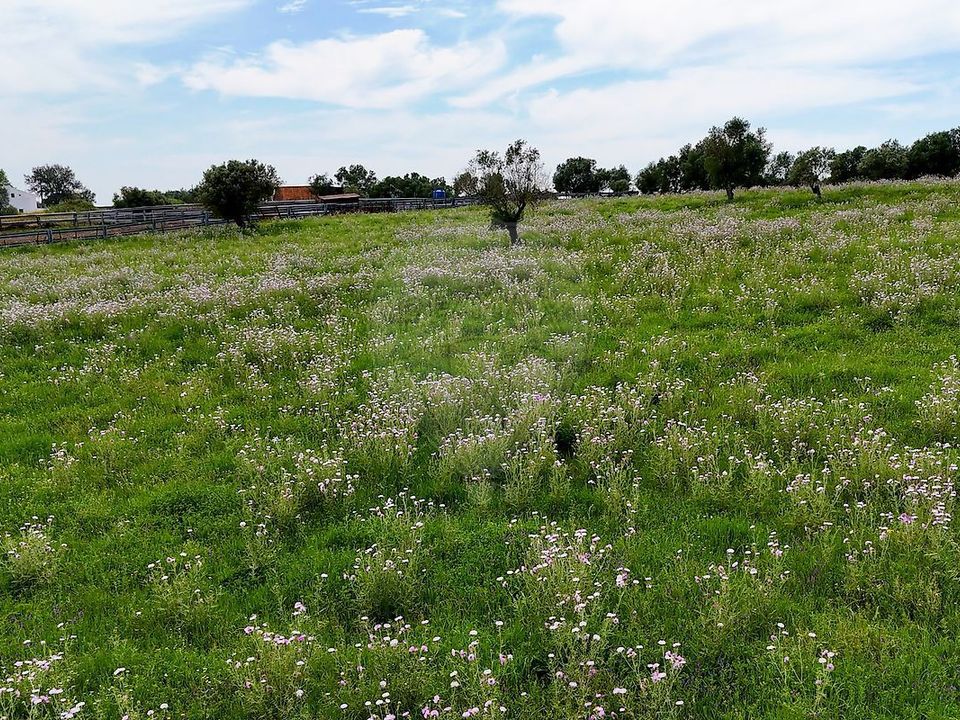 Helårsgrund i Alcacovas, Evora - foto 5