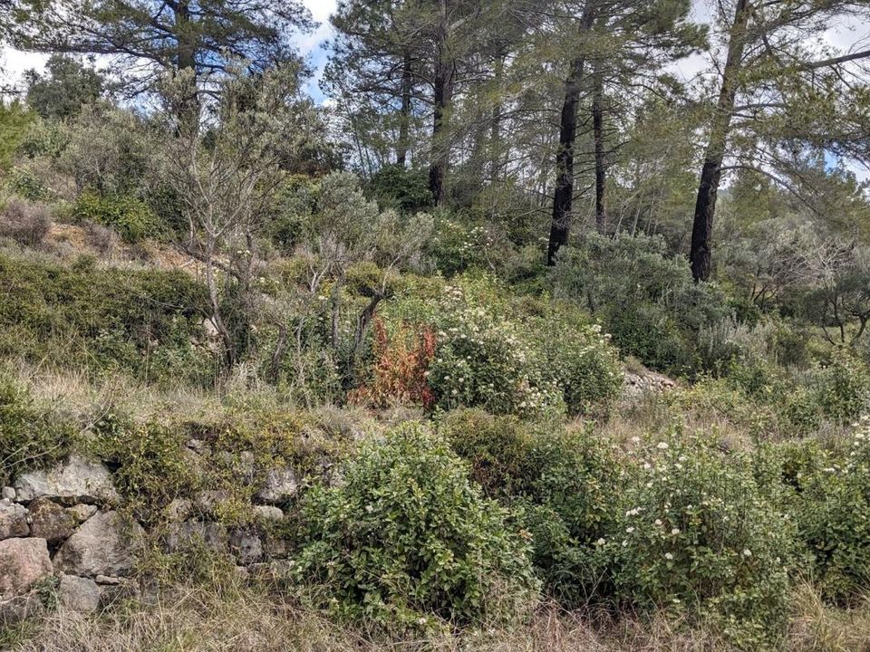 Helårsgrund i Claviers, Var - foto 5