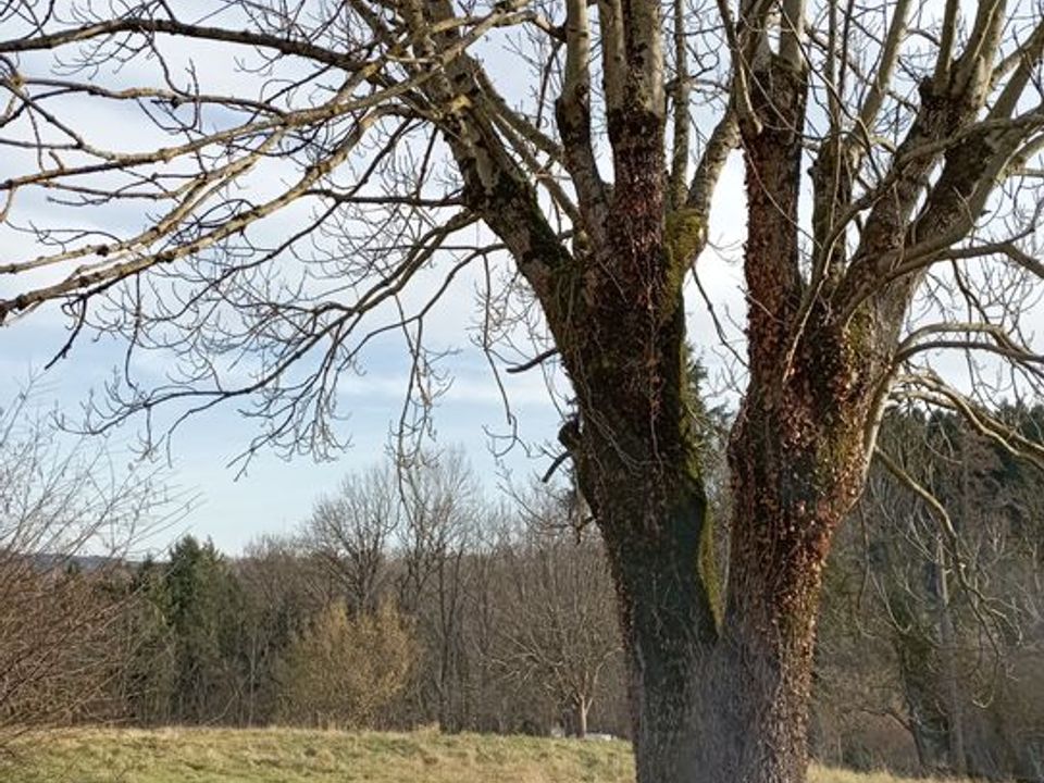 Helårsgrund i Le Mayet-de-Montagne, Allier - foto 3