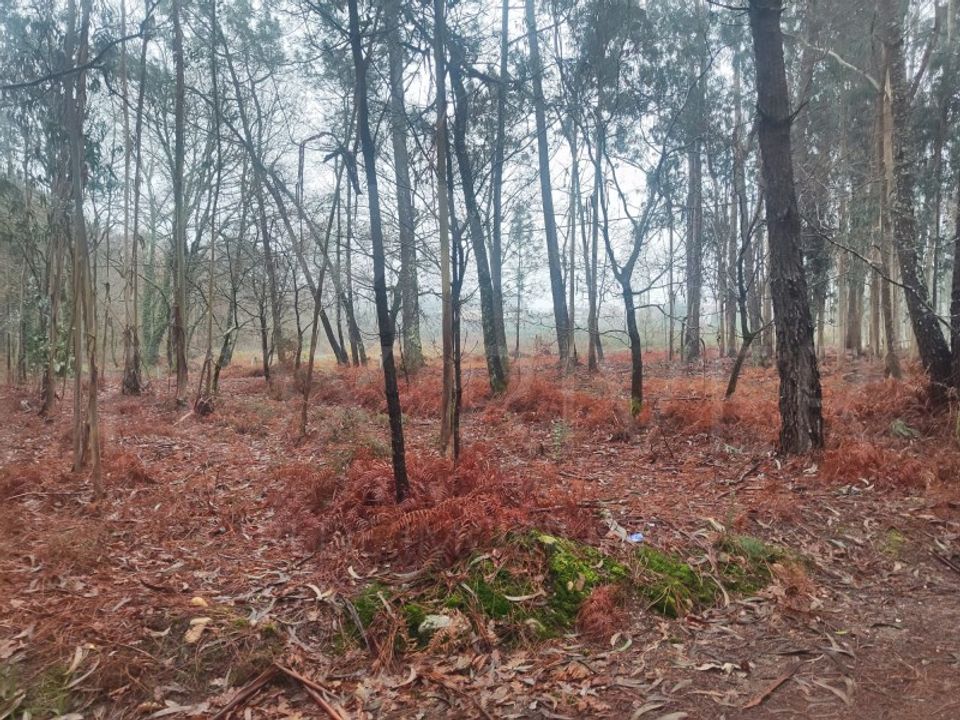 Helårsgrund i Reboreda e Nogueira, Viana do Castelo - foto 2