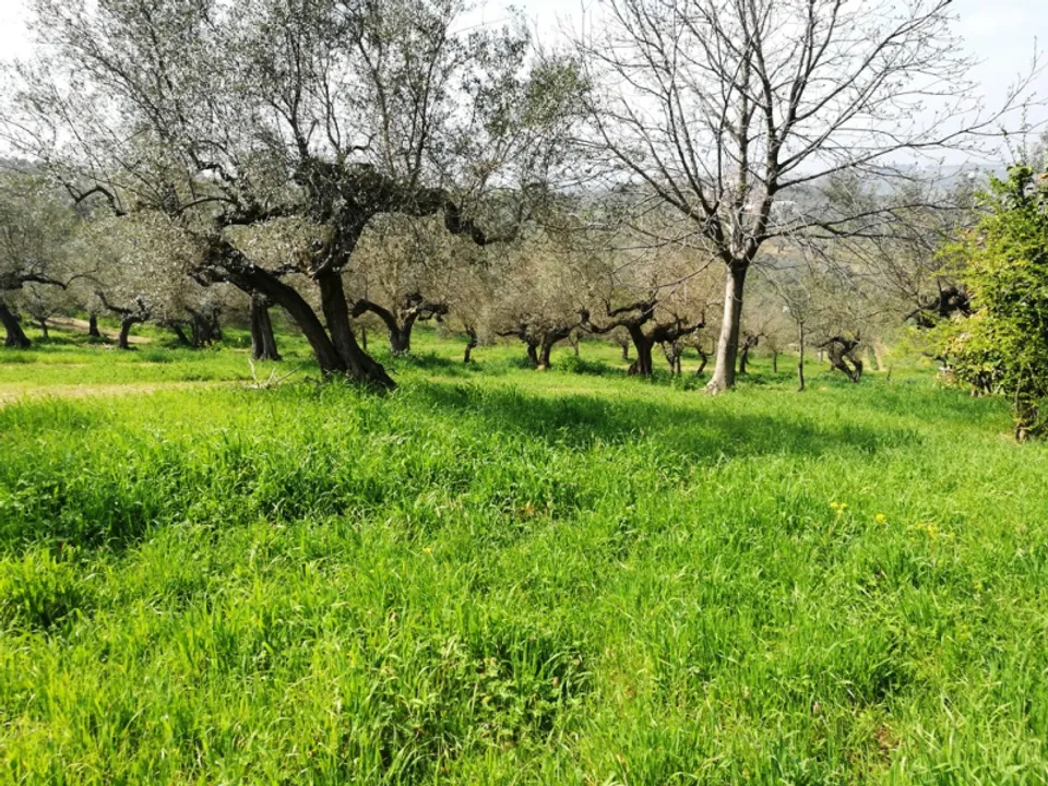 Terra a Pianella, Pescara - foto 1