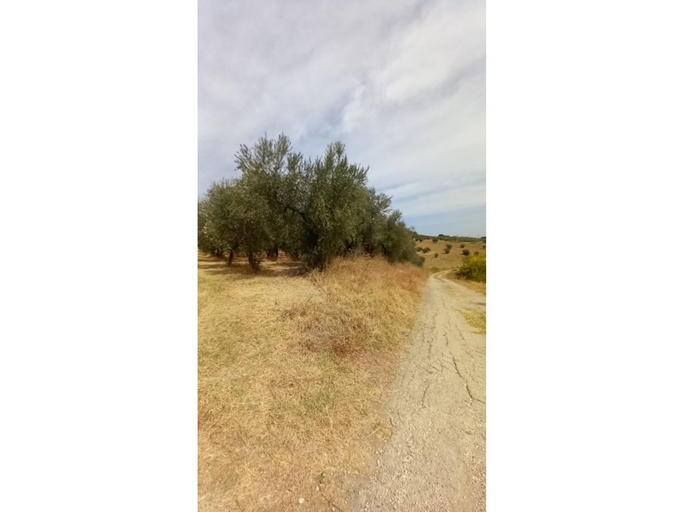 Terra em Alanno, Pescara - foto 3