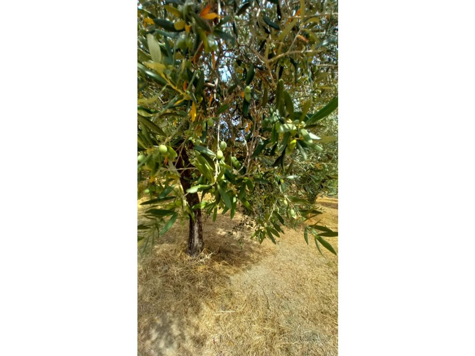 Terra em Alanno, Pescara - foto 5