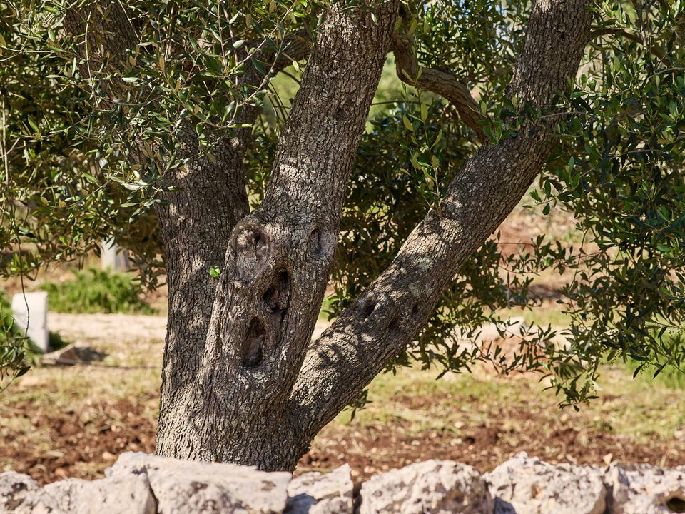 Villa i Ostuni, Brindisi - foto 4