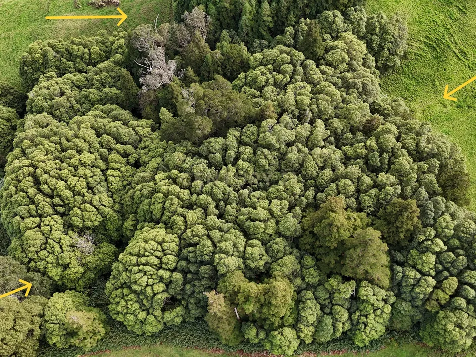 Helårsgrund i Nordeste, Sao Miguel - foto 4