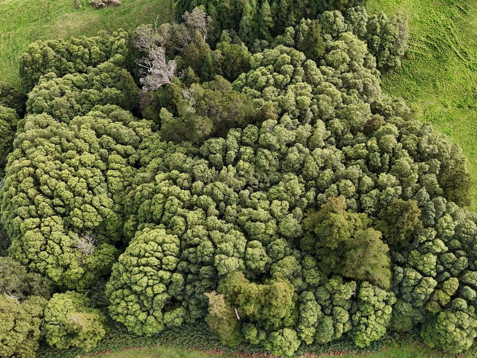 Helårsgrund i Nordeste, Sao Miguel - foto 5