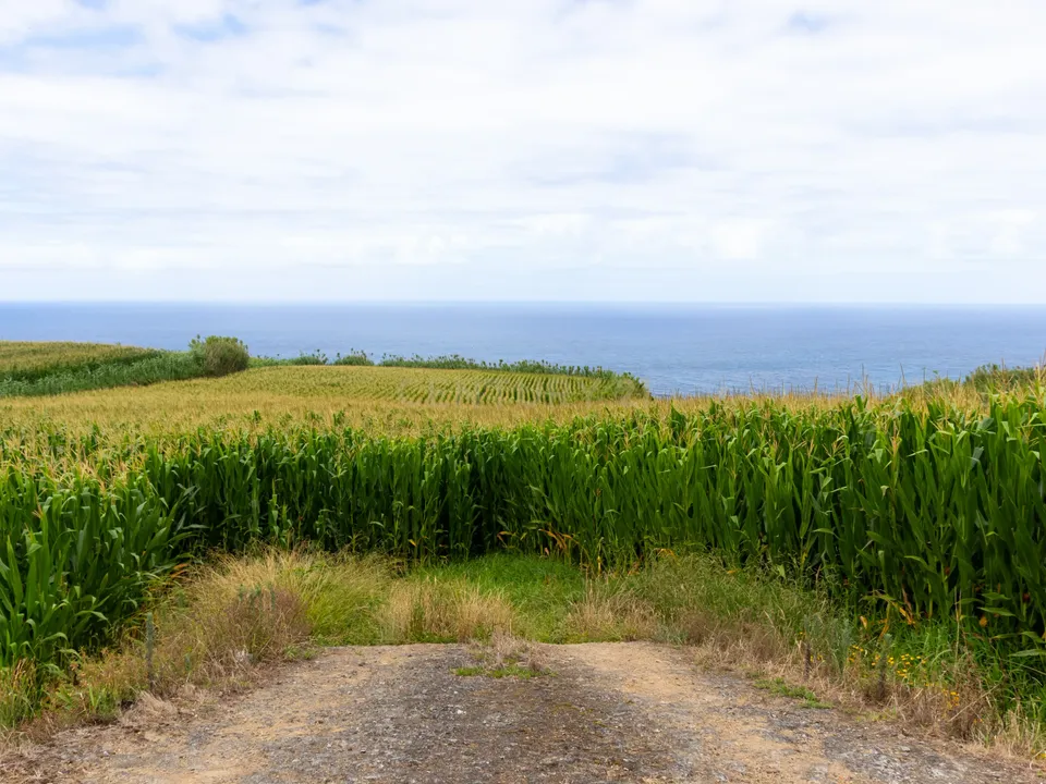 Helårsgrund i Nordeste, Sao Miguel - foto 4