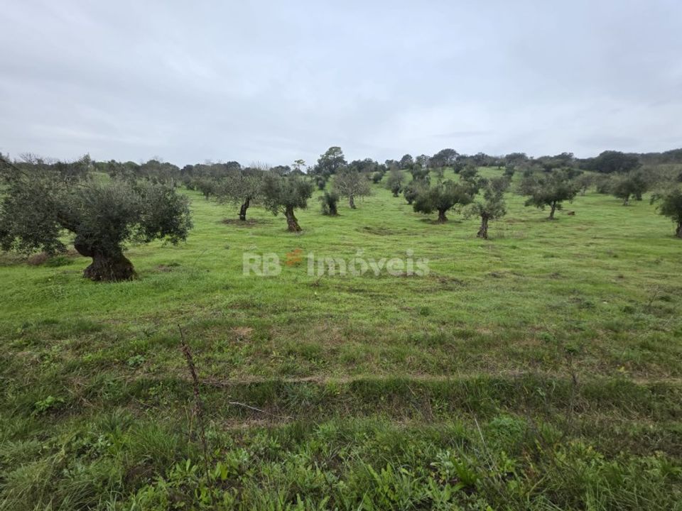 Helårsgrund i Olaia e Paco, Santarem - foto 5