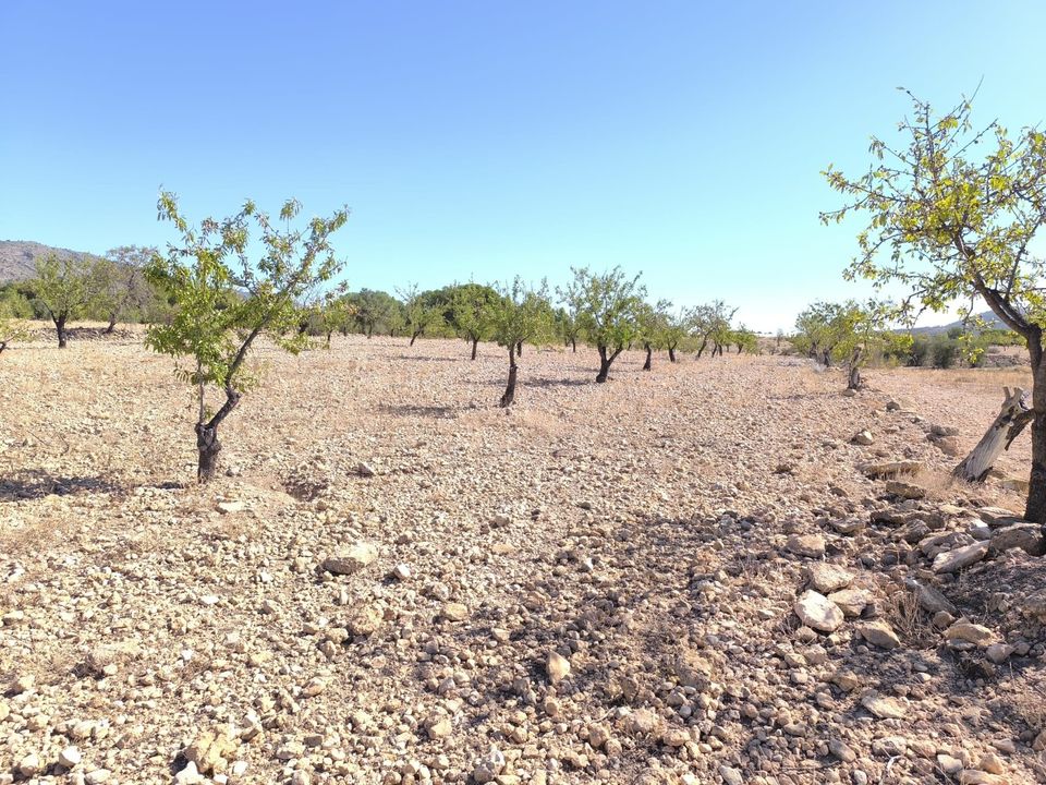 Helårsgrund i Monovar, Alicante - foto 1