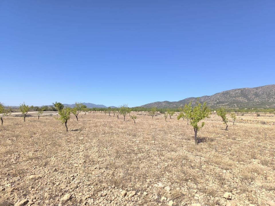 Helårsgrund i Monovar, Alicante - foto 2