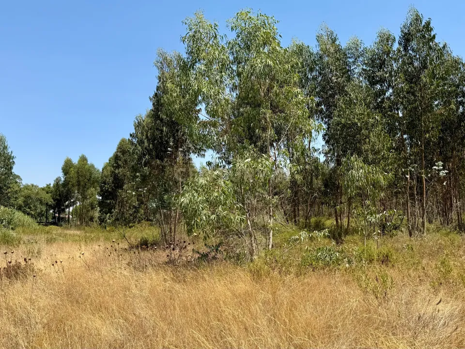 Helårsgrund i Benavente, Santarem - foto 5
