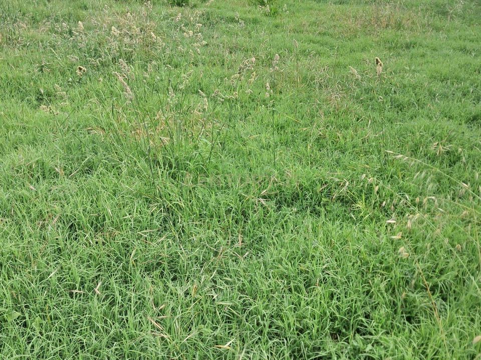 Helårsgrund i Penafiel, Porto - foto 4