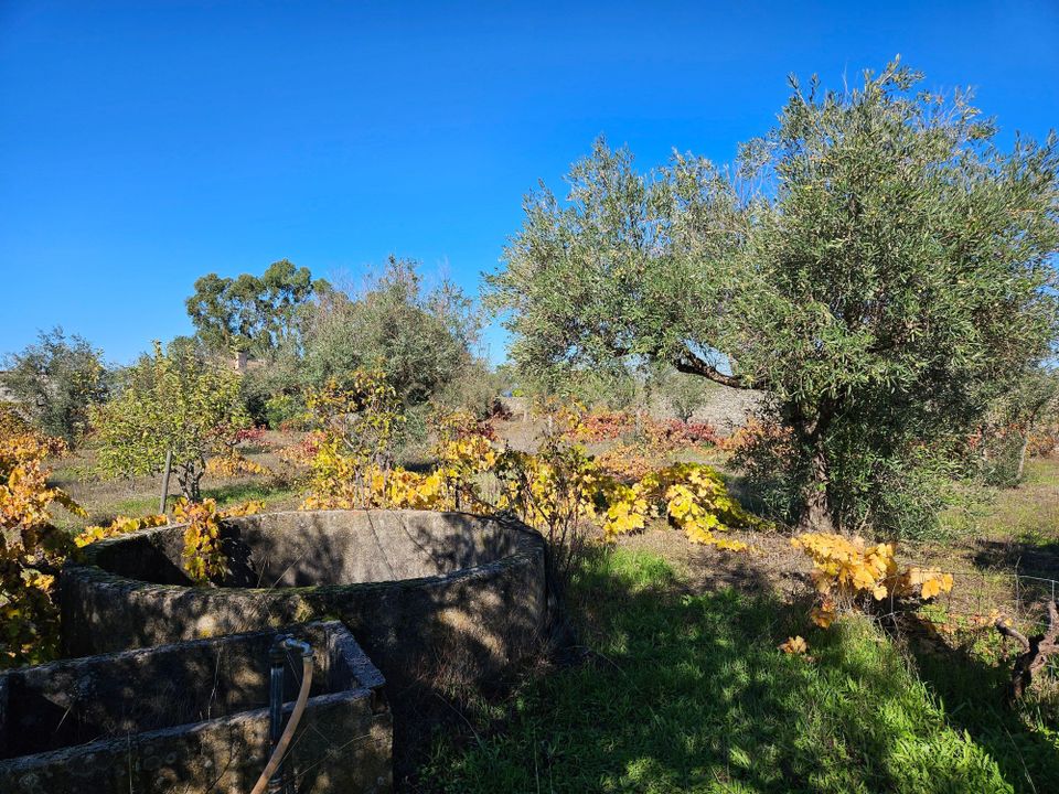 Helårsgrund i Castelo Branco, Castelo Branco - foto 4