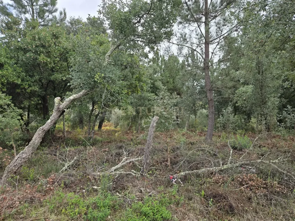 Helårsgrund i Serta, Castelo Branco - foto 4