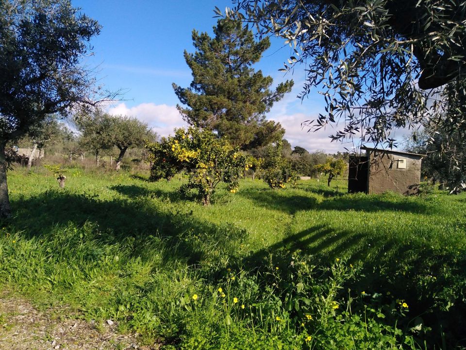 Farm hus i Escalos de Baixo, Castelo Branco - foto 5