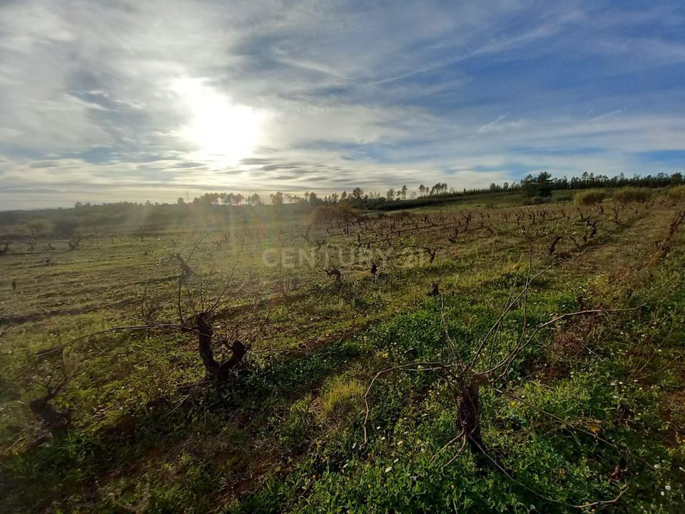 Masia a Ninho do Acor, Castelo Branco - foto 3