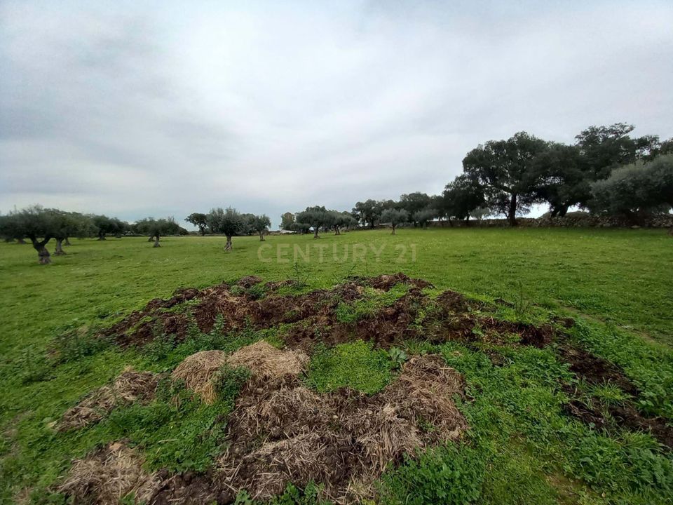 Farm hus i Zebreira e Segura, Castelo Branco - foto 2