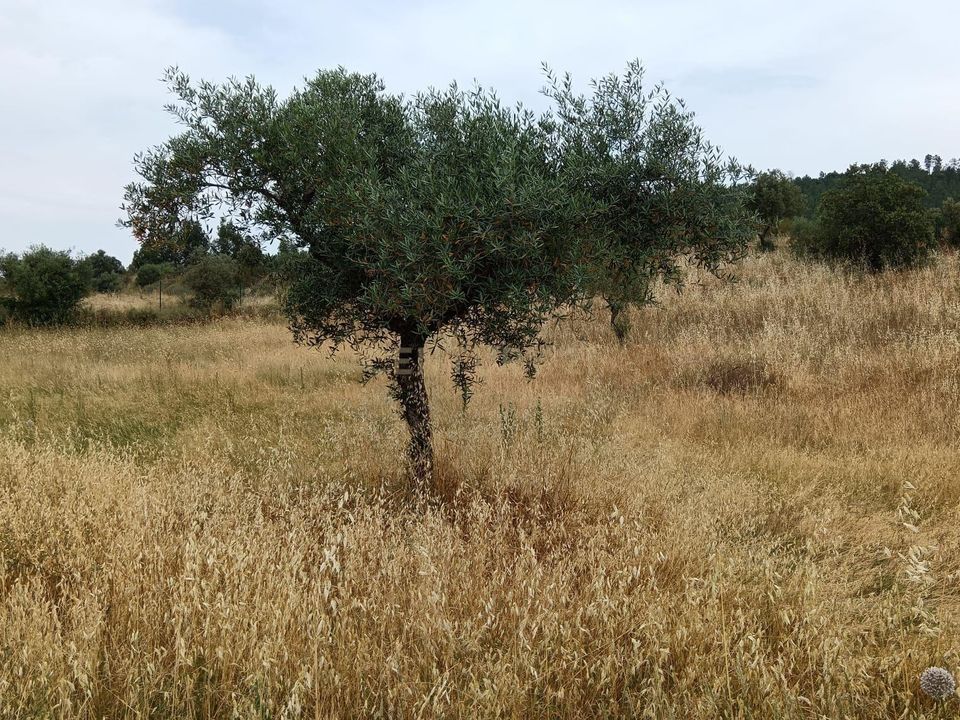 Helårsgrund i Castelo Branco, Castelo Branco - foto 4