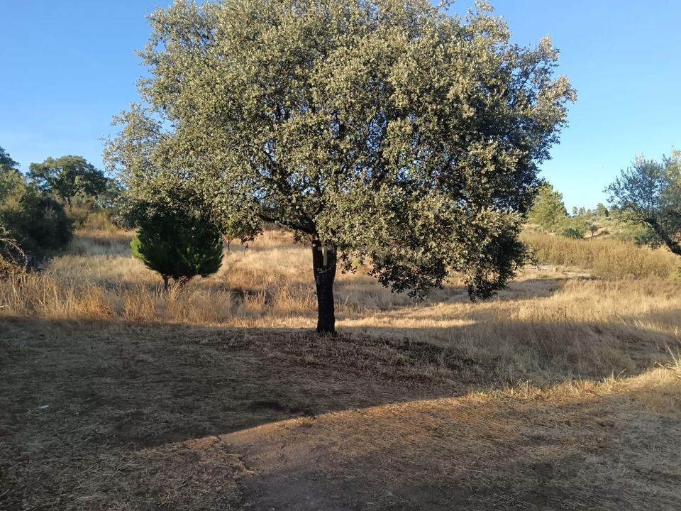 Helårsgrund i Castelo Branco, Castelo Branco - foto 5
