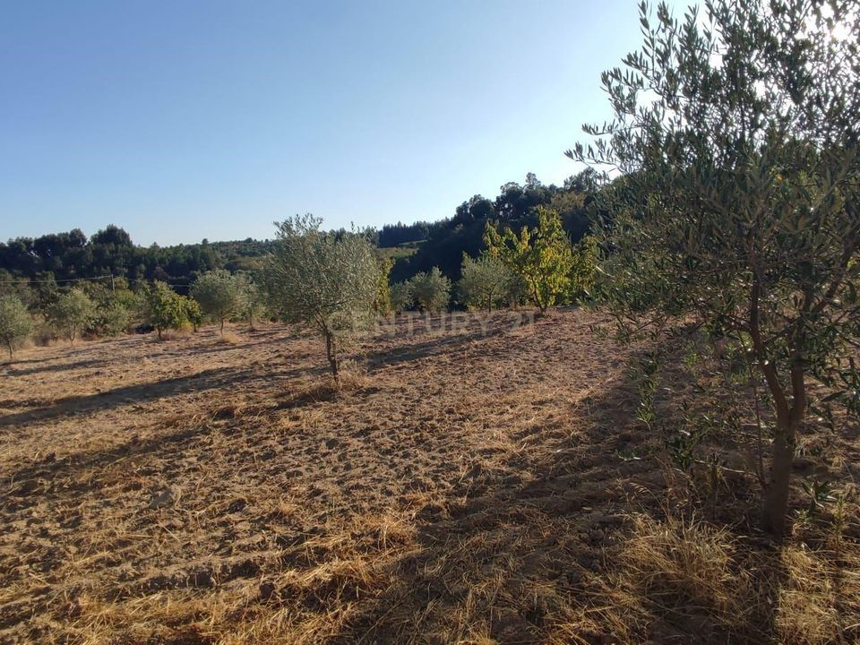 Tomt i Fundao, Castelo Branco - bilde 4