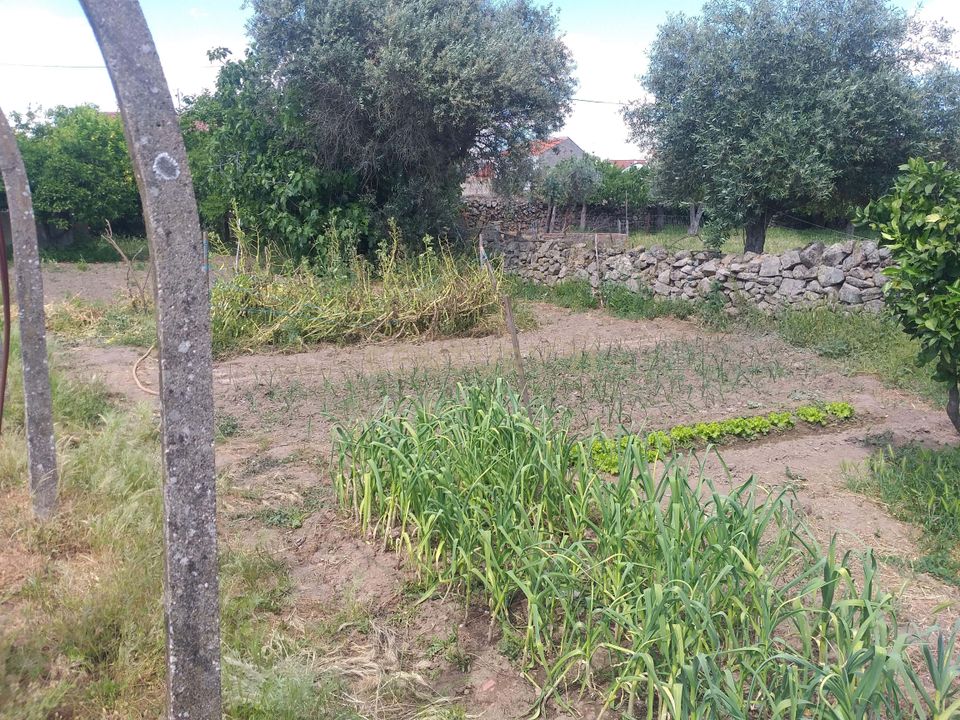 Helårsgrund i Zebreira e Segura, Castelo Branco - foto 1