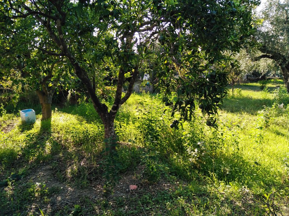 Helårsgrund i Vila Velha de Rodao, Castelo Branco - foto 3