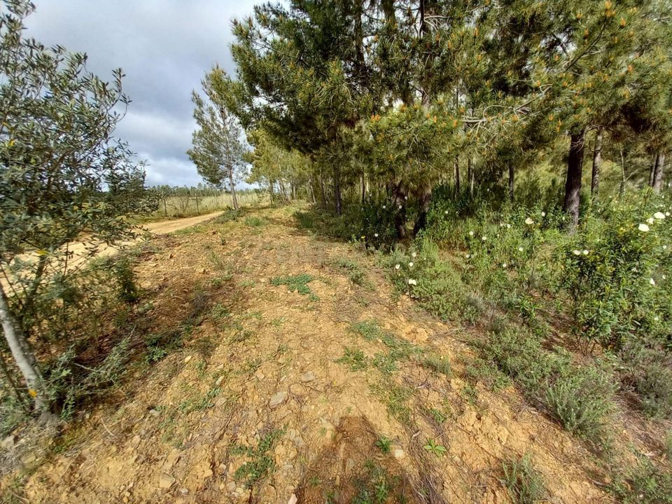 Terra a Ninho do Acor, Castelo Branco - foto 3