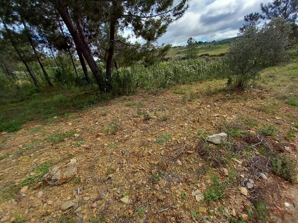 Terra a Ninho do Acor, Castelo Branco - foto 4