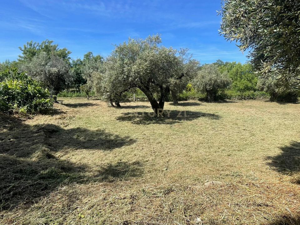 Helårsgrund i Idanha-a-Nova, Castelo Branco - foto 1