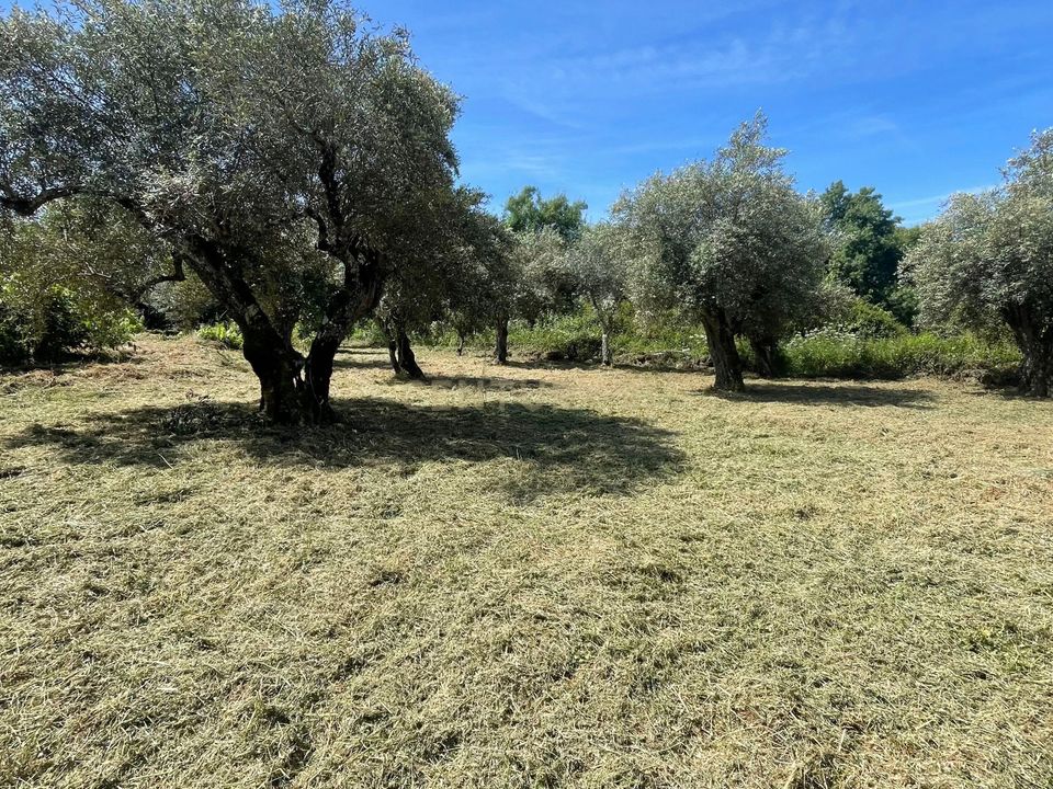 Helårsgrund i Idanha-a-Nova, Castelo Branco - foto 4
