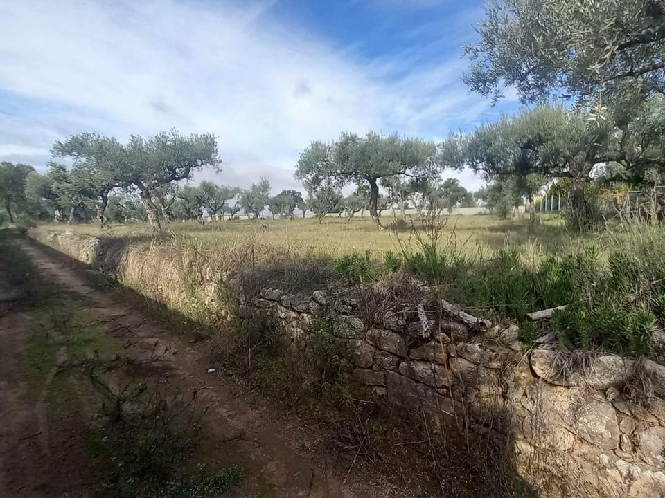 Helårsgrund i Castelo Branco, Castelo Branco - foto 1