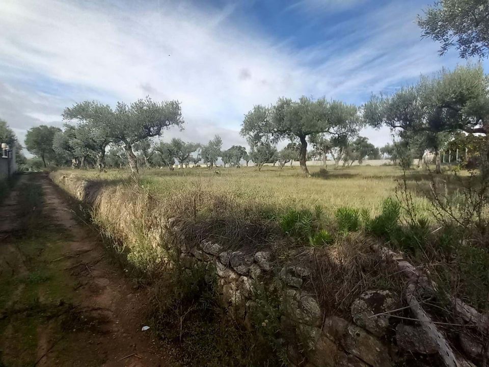 Helårsgrund i Castelo Branco, Castelo Branco - foto 2