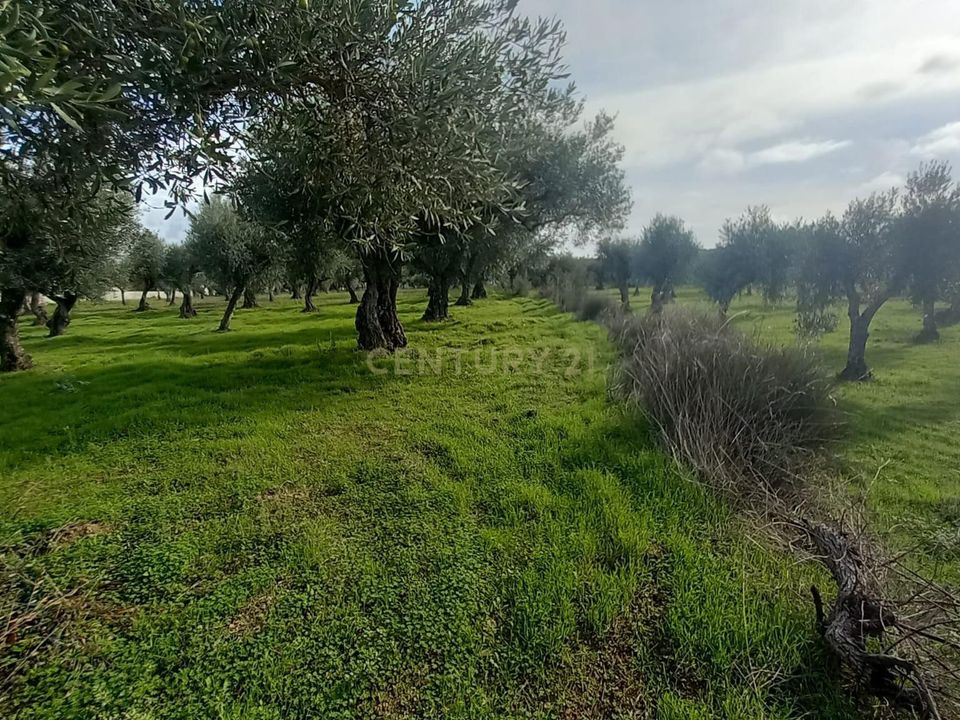 Helårsgrund i Castelo Branco, Castelo Branco - foto 4