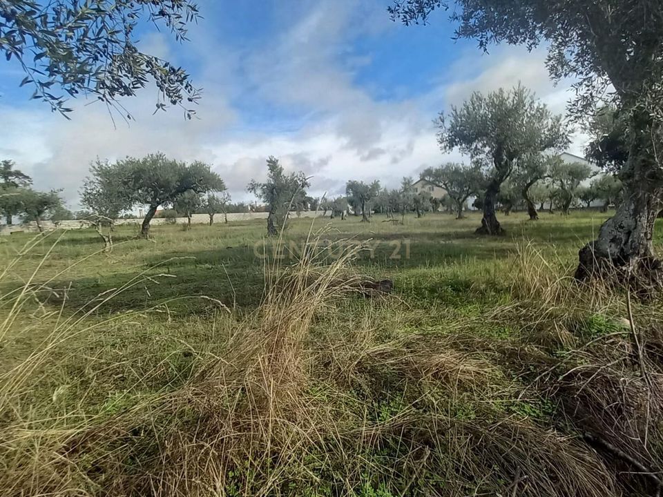Helårsgrund i Castelo Branco, Castelo Branco - foto 5