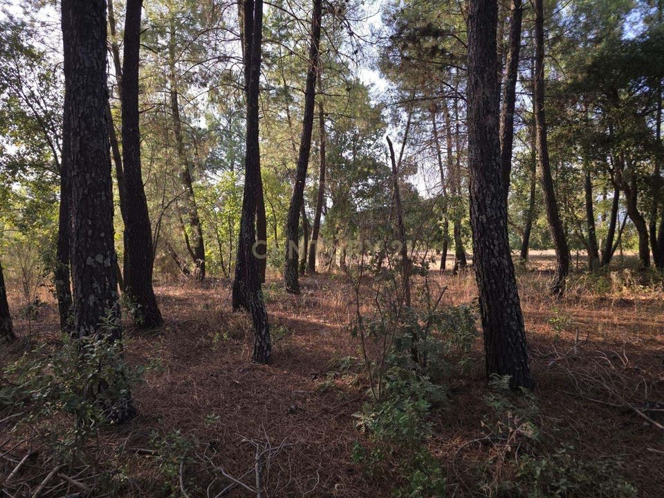 Helårsgrund i Fundao, Castelo Branco - foto 2