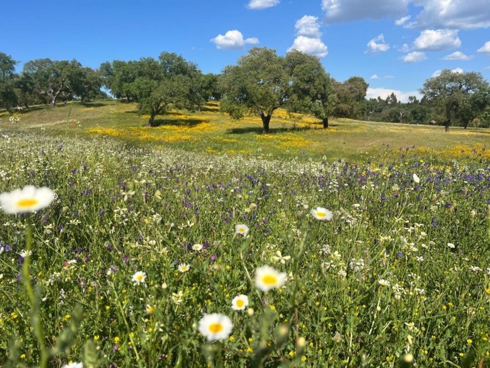 Farm i Almeirim, Santarem - foto 3