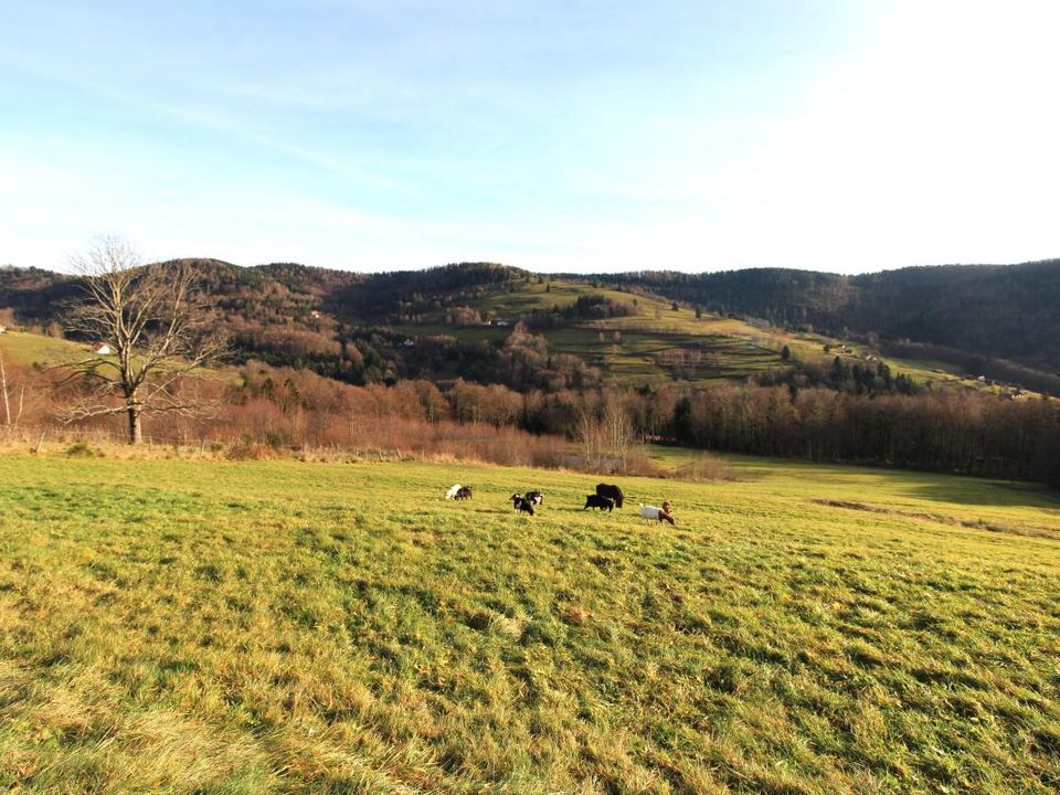 Farm i Fresse-sur-Moselle, Vosges - foto 3
