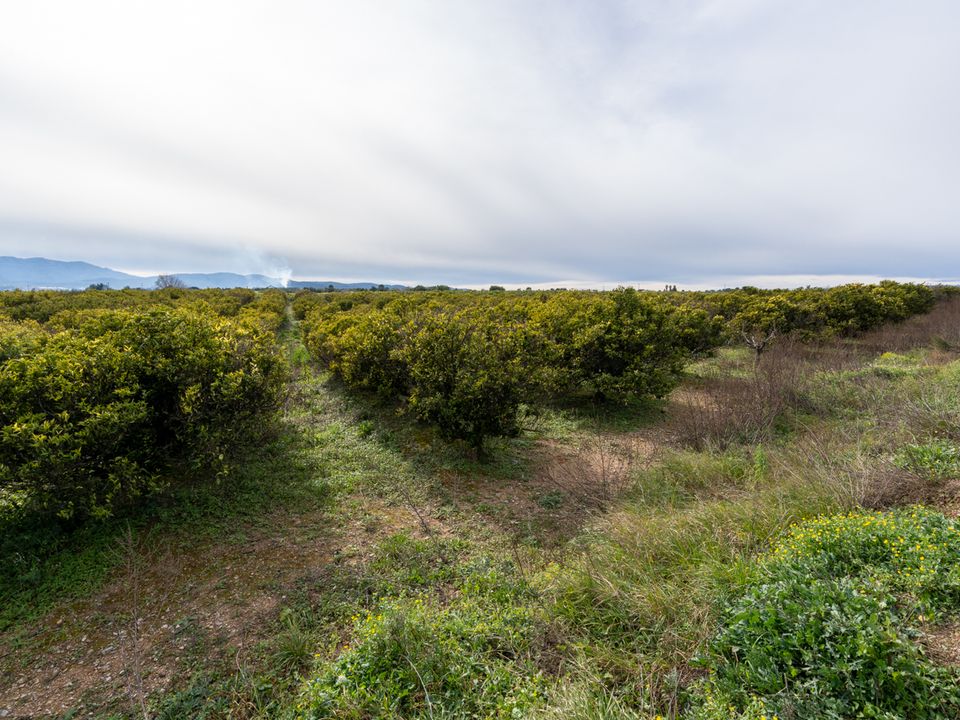 Finca i Santa Barbara, Tarragona - foto 2