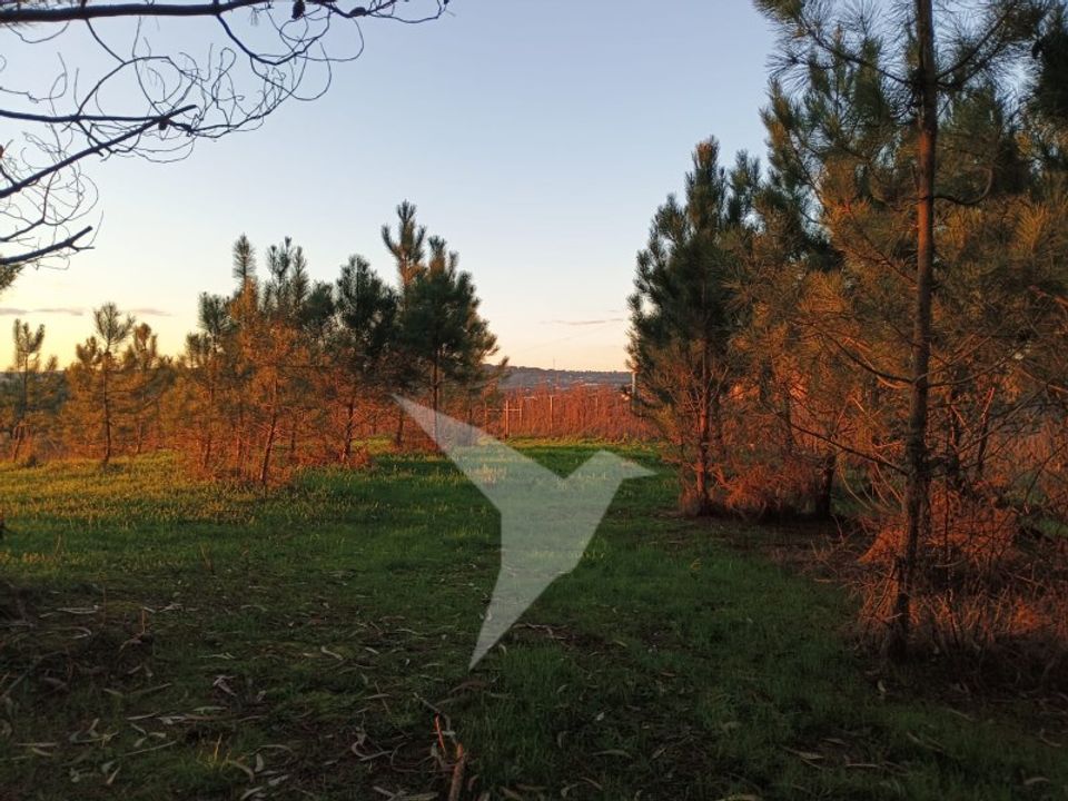 Helårsgrund i Alcobaca, Leiria - foto 4