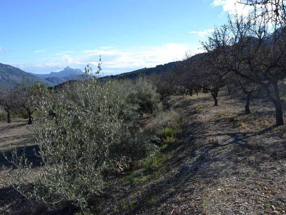 Terra a Benifato, Alicante - foto 5