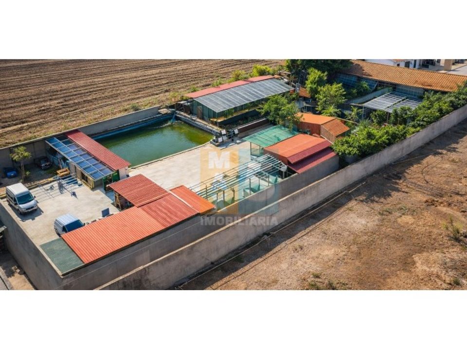 Farm i Alpiarca, Santarem - foto 4