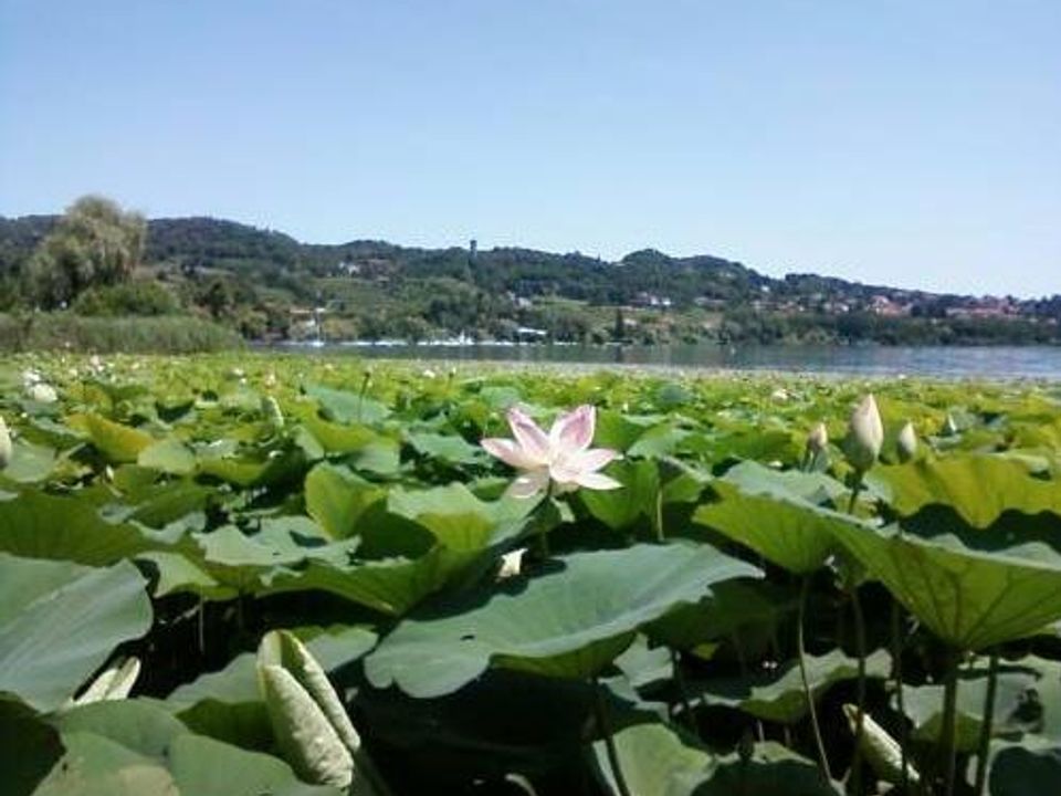Erhvervsejendom i Piverone, Turin - foto 5