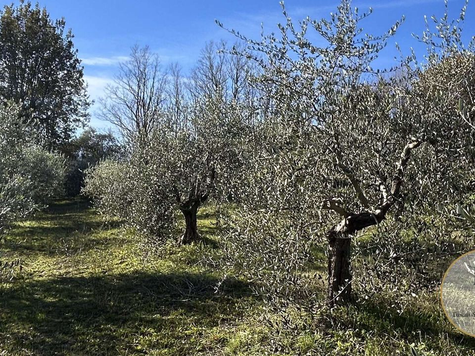 Helårsgrund i Monteroni d'Arbia, Siena - foto 5