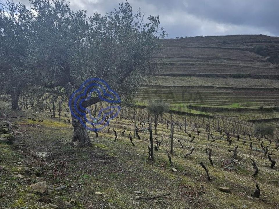 Tomt i Murca, Vila Real - foto 3