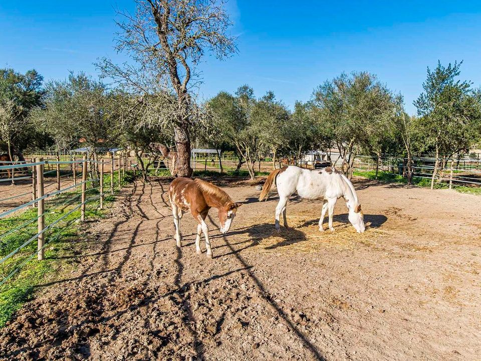 Finca i Montuiri, Mallorca - foto 5