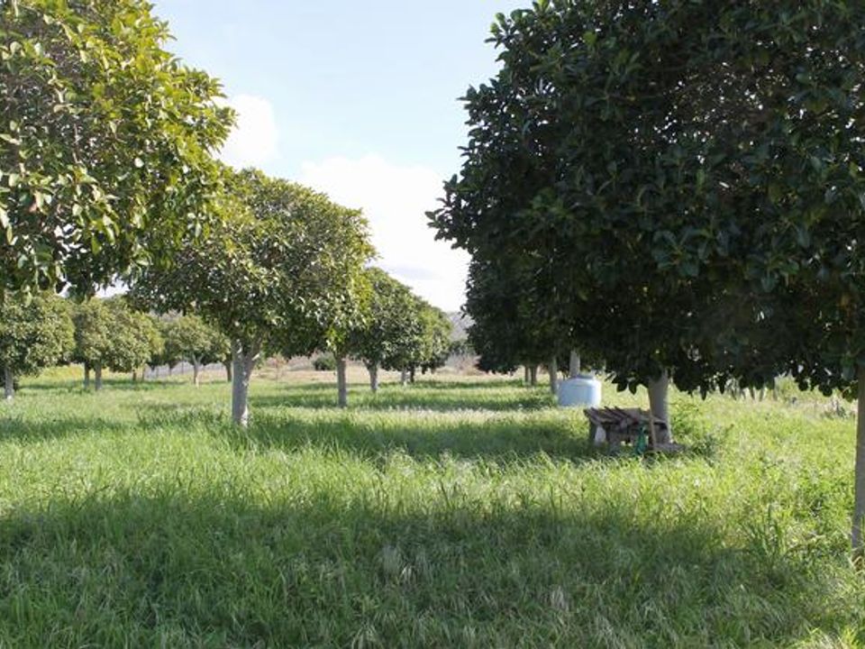 Terra a Siculiana, Agrigento - foto 4