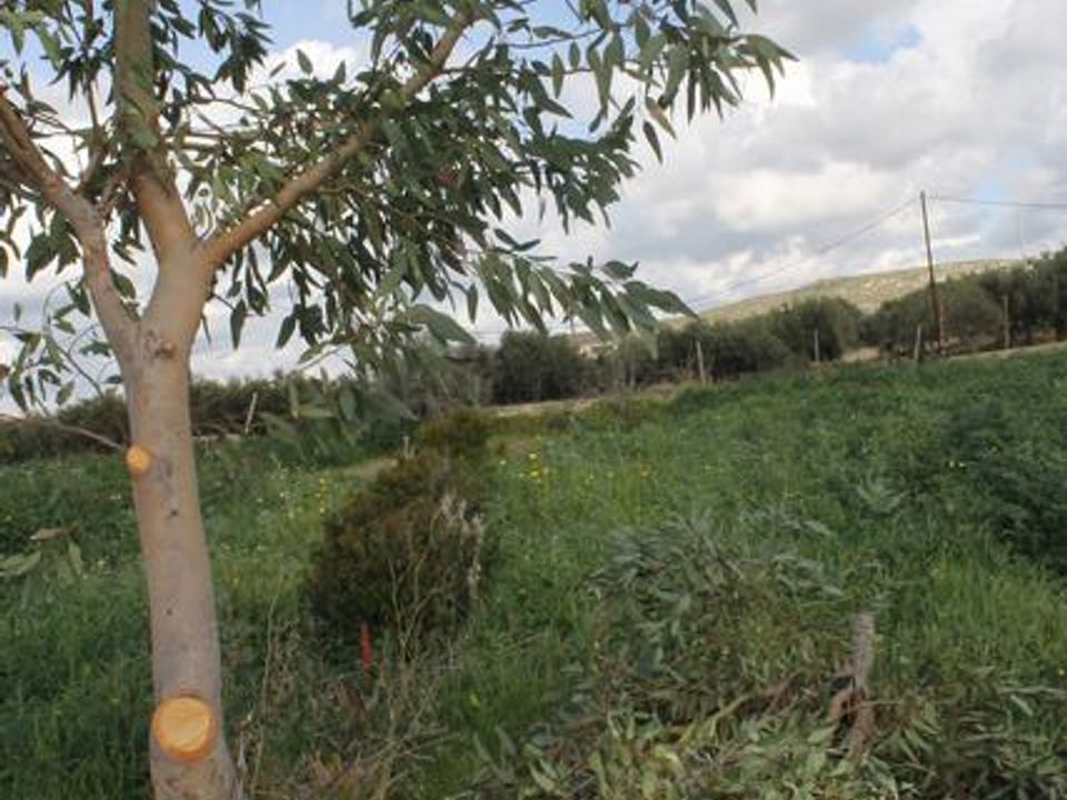 Terra a Siculiana, Agrigento - foto 5