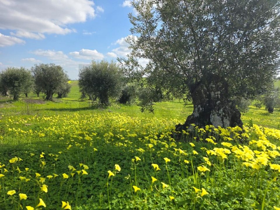 Helårsgrund i Vidigueira, Beja - foto 1