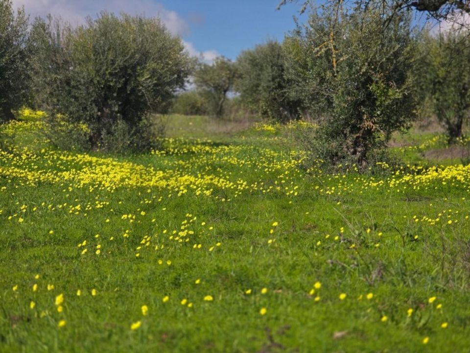 Helårsgrund i Vidigueira, Beja - foto 2