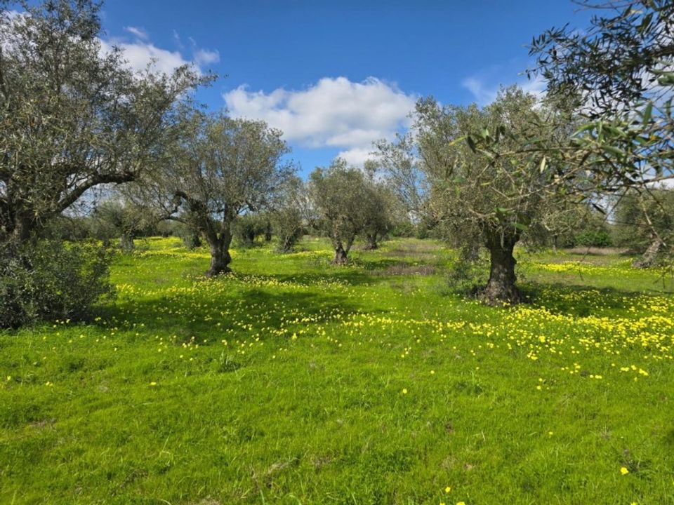 Helårsgrund i Vidigueira, Beja - foto 3